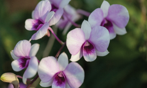Thailand orchid farm, Easy plant farm ,Pot plant farm
