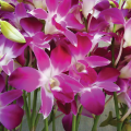 Orchid farm, Thailand orchid farm, Orchid exporters thailand, Orchid flower