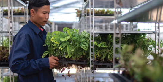 Easy plant farm ,Pot plant farm, Pot plant center thailand